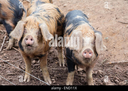 Il 'Oxford Sandy e nero' free range suini, England, Regno Unito Foto Stock