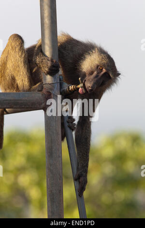 Oliva o Anubis babbuino (papio anubis). Animali immaturi, bevendo un acceso rubinetto attaccato ad un elevato serbatoio acqua. Foto Stock