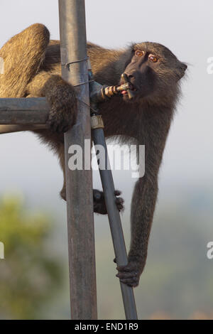 Oliva o Anubis babbuino (papio anubis). Animali immaturi, bere da un auto girato sul rubinetto attaccato ad un elevato serbatoio acqua. Foto Stock