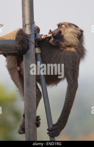 Oliva o Anubis babbuino (papio anubis). Animali immaturi, bere da un auto girato sul rubinetto attaccato ad un elevato serbatoio acqua. Foto Stock