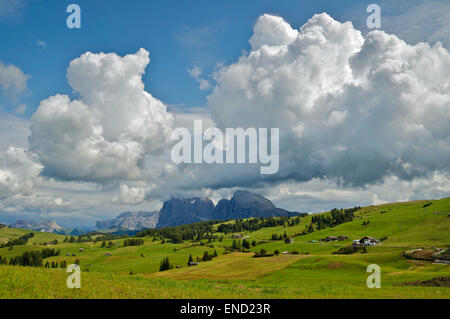 Seiser Alm, vista sul Sassolungo - Dolomiti, Italia Foto Stock