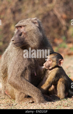 Oliva o Anubis babbuini (papio anubis). Femmine e giovani allattamento. Il Ghana. Africa occidentale. Kakum National Park. Foto Stock