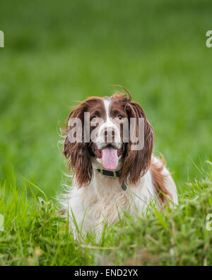 English Springer Spaniel cane in un campo di erba Foto Stock