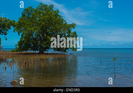 Alberi di mangrovia in piedi in una baia a bassa marea Foto Stock