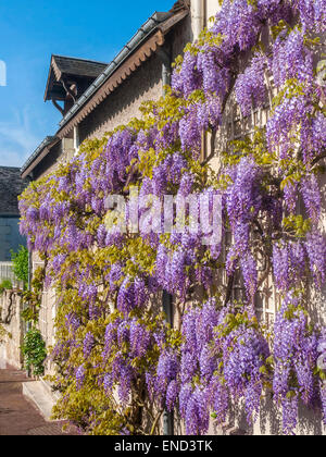 Arrampicata / Glicine Glicine vigna in fiore - Francia. Foto Stock