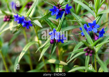 Porpora, Lithospermum purpureocaeruleum fiore selvatico Bosco Foto Stock