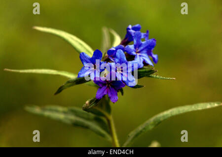 Gromwell viola, lithospermum purpureocaeruleum fioritura Foto Stock