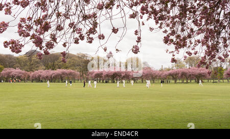 La molla partita di cricket che viene riprodotto in prati parco pubblico, Edimburgo, Scozia, Regno Unito sotto Arthur del posto di guida Foto Stock