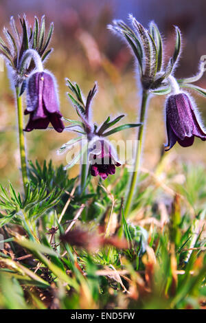 Un gruppo di Pulsatilla montana blooming sul prato primavera in Ungheria. Fine naturale sfocata colore di sfondo Foto Stock