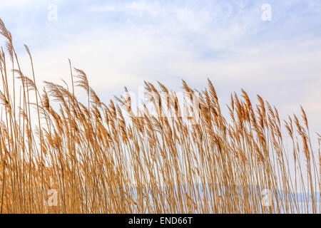 Asciugare canneti di canne sul mare blu Foto Stock