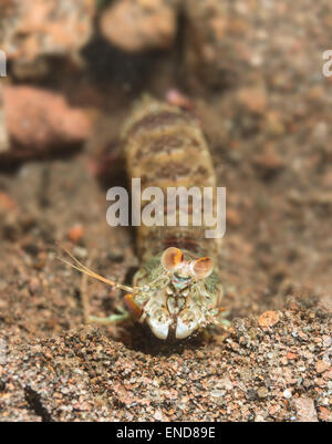 Canocchia nella parte anteriore del suo foro Foto Stock