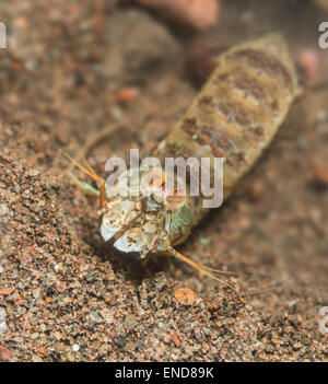 Canocchia nella parte anteriore del suo foro Foto Stock