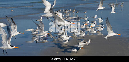 Gregge di sandwich e Royal Tern Sterna maxima in volo su tideline costa del Golfo della Florida USA Foto Stock