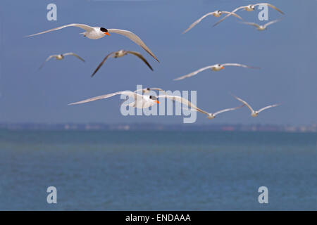 Gregge di Royal Tern Sterna maxima in volo Fort Myers Beach Florida USA Foto Stock