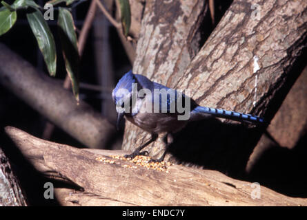 Un jay blu arroccato a Fort Myers, Florida. Conosciuta per le sue vivaci piume blu e il suo caratteristico richiamo, la ghiandaia blu è un uccello comune nel sud-est degli Stati Uniti, in particolare nelle aree boschive. Foto Stock