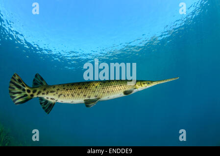 Lepisosteus osseus, Longnose Gar, Rainbow River, Dunnellon, Marion County, Florida, Stati Uniti, STATI UNITI D'AMERICA Foto Stock