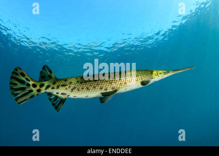 Lepisosteus osseus, Longnose Gar, Rainbow River, Dunnellon, Marion County, Florida, Stati Uniti, STATI UNITI D'AMERICA Foto Stock