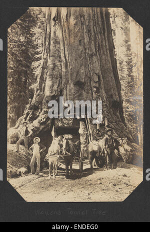 Il Wawona Tunnel Tree, situato nel Parco Nazionale di Yosemite, California, è una famosa sequoia gigante che presenta un tunnel tagliato attraverso il suo tronco. Questo albero iconico attrae turisti in tutto il mondo, offrendo un'esperienza unica della grandezza della natura e delle antiche sequoie del parco. Foto Stock