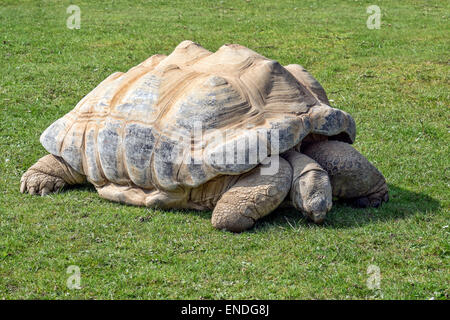 Una tartaruga gigante di Aldabra (Geochelone gigantea) da un piccolo atol in Seyshelles Foto Stock
