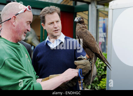 Newhaven, Sussex, Regno Unito. Il 3 maggio, 2015. Nick Clegg il leader dei democratici liberali e vice primo ministro soddisfa e detiene un ombra Gyr Falcon durante la sua visita al Paradise Park Center Newhaven oggi Shadow è di proprietà di Steve Charlton dal Sussex Falconry Centre Credito: Simon Dack/Alamy Live News Foto Stock