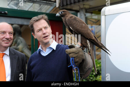 Newhaven, Sussex, Regno Unito. Il 3 maggio, 2015. Nick Clegg il leader dei democratici liberali e vice primo ministro soddisfa e detiene un ombra Gyr Falcon durante la sua visita al Paradise Park Center Newhaven oggi Shadow è di proprietà di Steve Charlton dal Sussex Falconry Centre Credito: Simon Dack/Alamy Live News Foto Stock