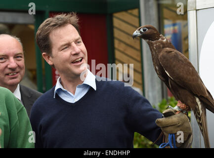 Newhaven, Sussex, Regno Unito. Il 3 maggio, 2015. Nick Clegg il leader dei democratici liberali e vice primo ministro soddisfa e detiene un ombra Gyr Falcon durante la sua visita al Paradise Park Center Newhaven oggi Shadow è di proprietà di Steve Charlton dal Sussex Falconry Centre Credito: Simon Dack/Alamy Live News Foto Stock