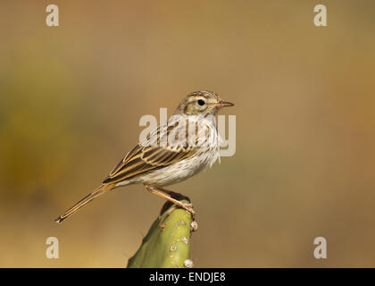 Berthelot's pipit appollaiato Foto Stock