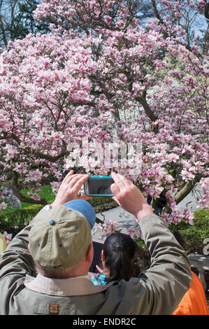 L'uomo fotografare la primavera sbocciano i fiori in Brooklyn Botanic Garden, NYC, STATI UNITI D'AMERICA Foto Stock