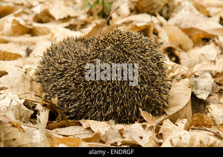 Unione Riccio, Erinaceus europaeus. Sussex, Regno Unito. Maggio. Foto Stock