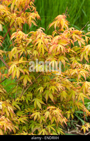 Molla di fresche foglie di acero giapponese, Acer palmatum 'Katsura' Foto Stock