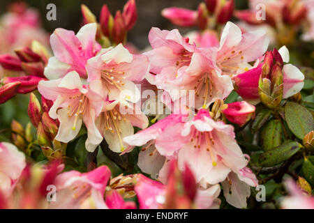 Fiori di Primavera di rododendro 'Albero superriduttore" Foto Stock