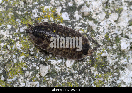 Pillola-bug (Isopoda) girovagando su una roccia Foto Stock