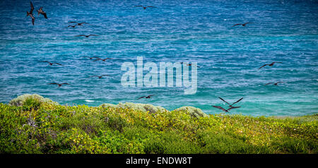 Le fregate volando sopra la coloratissima isola Contoy, Messico Foto Stock