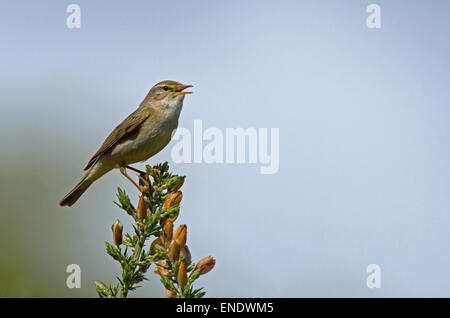 Willow Warbler-Phylloscopus trochilus, posatoi su Gorse- Ulex Europaeus, nel brano. Molla. Regno Unito Foto Stock