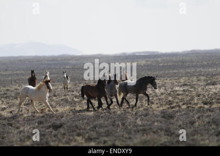 Rare e inafferrabile cavalli selvaggi nel deserto rosso del Wyoming Foto Stock