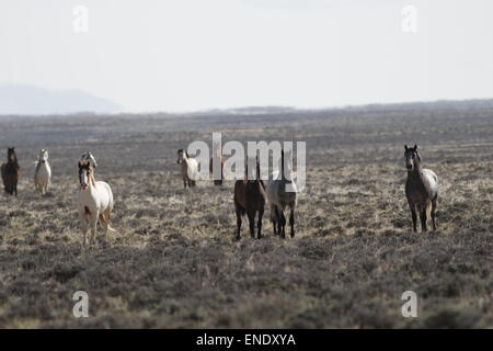 Rare e inafferrabile cavalli selvaggi nel deserto rosso del Wyoming Foto Stock