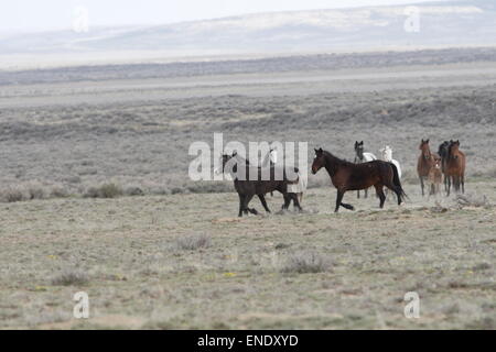 Rare e inafferrabile cavalli selvaggi nel deserto rosso del Wyoming Foto Stock