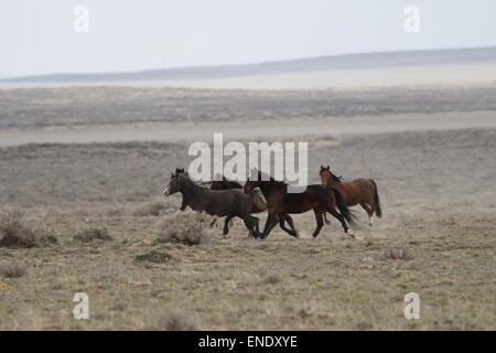 Rare e inafferrabile cavalli selvaggi nel deserto rosso del Wyoming Foto Stock