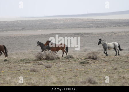 Rare e inafferrabile cavalli selvaggi nel deserto rosso del Wyoming Foto Stock