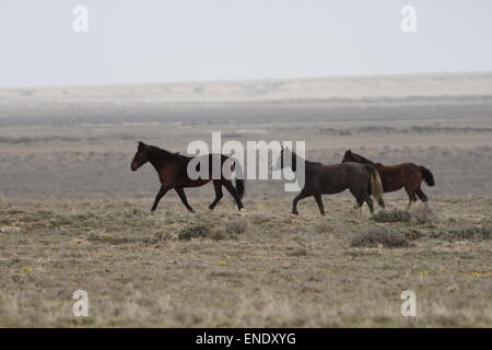 Rare e inafferrabile cavalli selvaggi nel deserto rosso del Wyoming Foto Stock