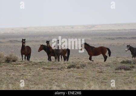 Rare e inafferrabile cavalli selvaggi nel deserto rosso del Wyoming Foto Stock