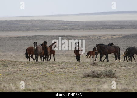 Rare e inafferrabile cavalli selvaggi nel deserto rosso del Wyoming Foto Stock