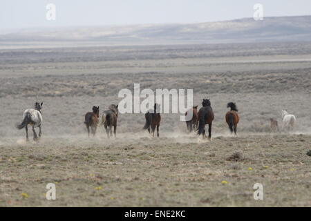 Rare e inafferrabile cavalli selvaggi nel deserto rosso del Wyoming Foto Stock