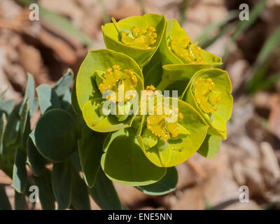 Il mirto (Euforbia Euphorbia myrsinites) è un elenco di erba infestante negli Stati Uniti Stato del Colorado. Foto Stock