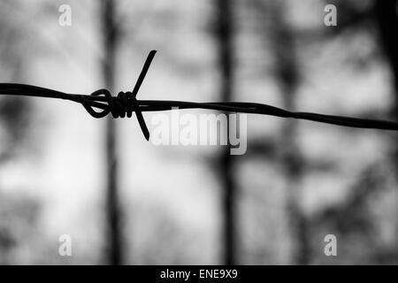 Semplice Filo spinato in bianco e nero contro uno sfondo di foresta Foto Stock