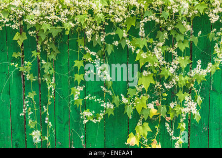 Verde di recinzione in legno e piante pensili con foglie e fiori di piccole dimensioni Foto Stock