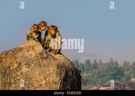 Famiglia di scimmia seduto sulla roccia in montagna Foto Stock