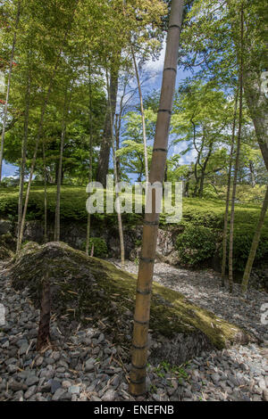 Hakone Museo di Arte è famosa per il suo giardino di muschio come pure il suo giardino di bambù Foto Stock