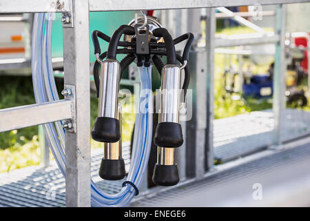 Meccanizzata automatizzato le attrezzature per la mungitura closeup per terreni agricoli industria Foto Stock