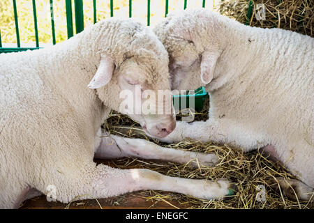 Pecore o capre in cella sulla fattoria. Farmland industry Foto Stock